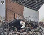 Capi_Dubne_20250422_064503.jpg