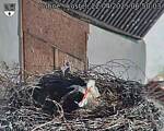 Capi_Dubne_20250422_065003.jpg