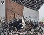 Capi_Dubne_20250422_065503.jpg