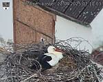 Capi_Dubne_20250422_071003.jpg