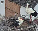 Capi_Dubne_20250422_071503.jpg