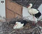 Capi_Dubne_20250422_074003.jpg
