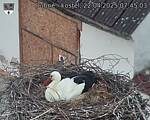Capi_Dubne_20250422_074503.jpg