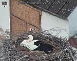 Capi_Dubne_20250422_075503.jpg