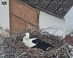 Capi_Dubne_20250422_080003.jpg