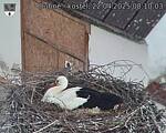 Capi_Dubne_20250422_081003.jpg
