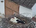 Capi_Dubne_20250422_085503.jpg