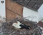 Capi_Dubne_20250422_090003.jpg