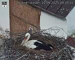 Capi_Dubne_20250422_090502.jpg