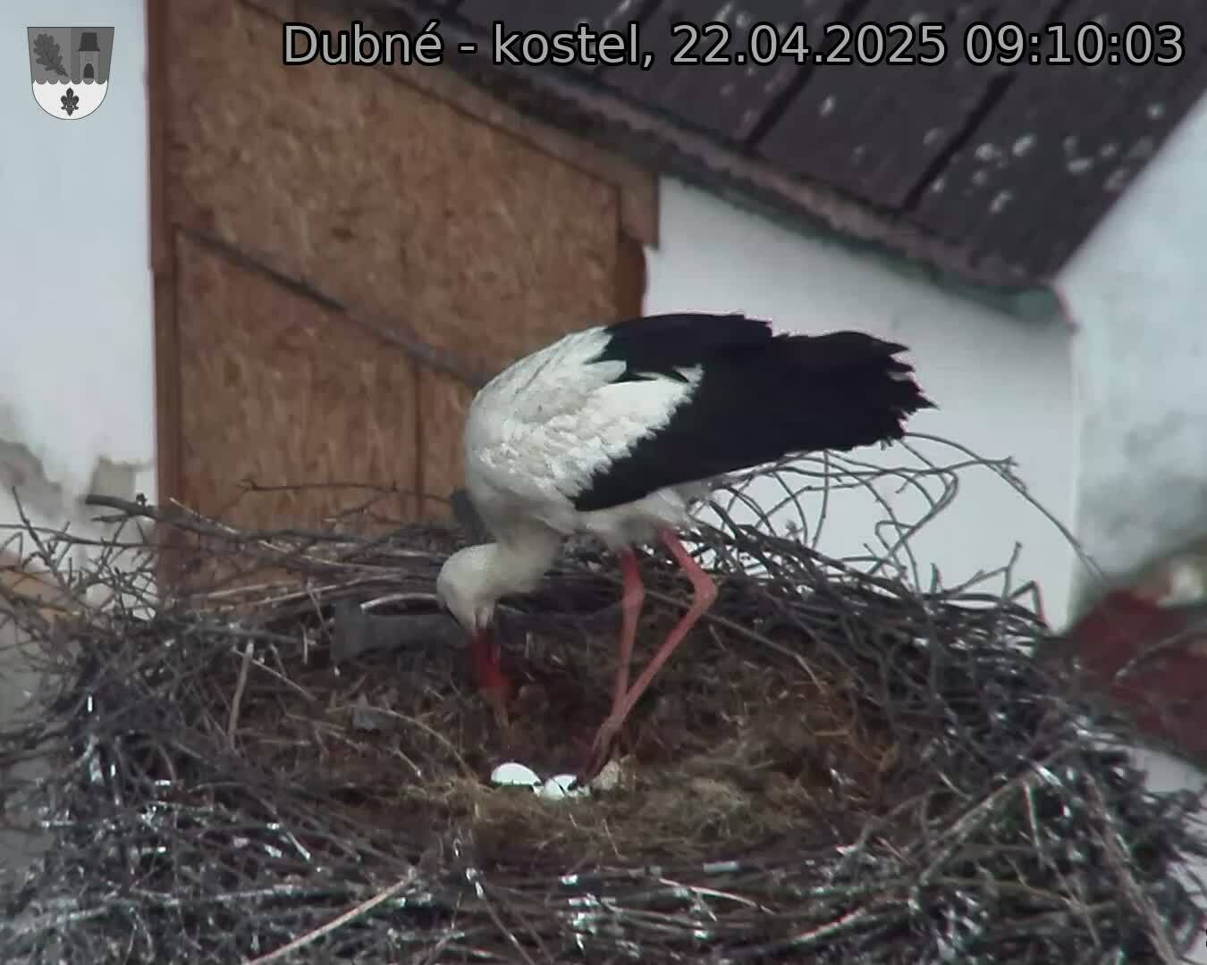 Capi_Dubne_20250422_091003.jpg (1350 x 1080)
