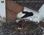 Capi_Dubne_20250422_091003.jpg
