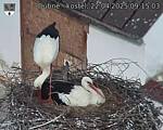Capi_Dubne_20250422_091503.jpg