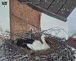 Capi_Dubne_20250422_093503.jpg