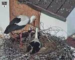 Capi_Dubne_20250422_100003.jpg