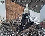 Capi_Dubne_20250422_100503.jpg