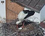 Capi_Dubne_20250422_102003.jpg