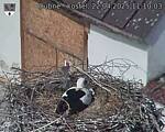 Capi_Dubne_20250422_111003.jpg