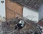 Capi_Dubne_20250422_111503.jpg