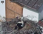 Capi_Dubne_20250422_112003.jpg