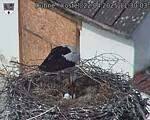 Capi_Dubne_20250422_113003.jpg