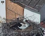 Capi_Dubne_20250422_121003.jpg