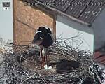Capi_Dubne_20250422_125502.jpg