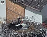 Capi_Dubne_20250422_130503.jpg