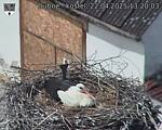 Capi_Dubne_20250422_132003.jpg