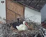 Capi_Dubne_20250422_133003.jpg