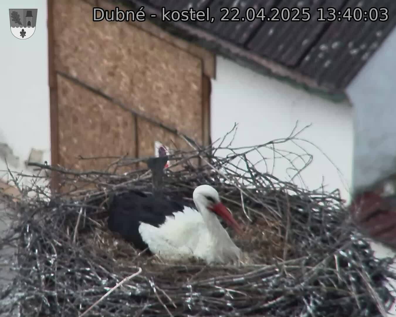 Capi_Dubne_20250422_134003.jpg (1350 x 1080)
