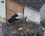 Capi_Dubne_20250422_134503.jpg