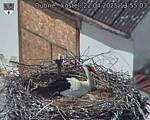 Capi_Dubne_20250422_135503.jpg