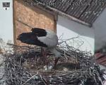 Capi_Dubne_20250422_140003.jpg