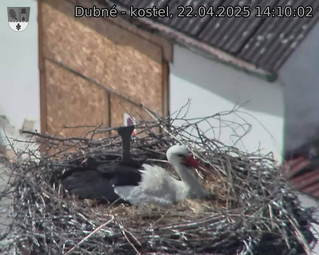 Capi_Dubne_20250422_141002.jpg (1350 x 1080)
