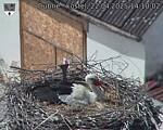 Capi_Dubne_20250422_141002.jpg