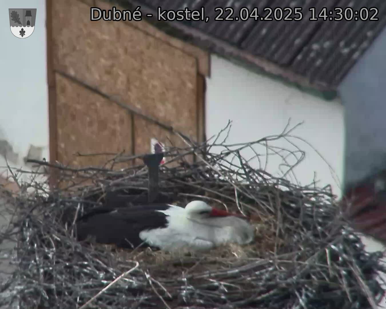 Capi_Dubne_20250422_143002.jpg (1350 x 1080)