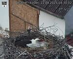 Capi_Dubne_20250422_143002.jpg