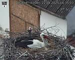 Capi_Dubne_20250422_143503.jpg