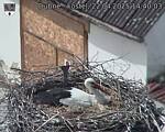 Capi_Dubne_20250422_144003.jpg