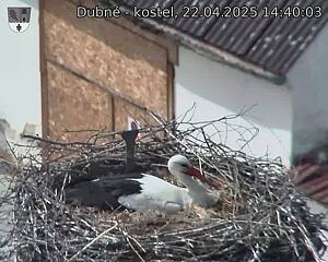 Capi_Dubne_20250422_144003.jpg (1350 x 1080)