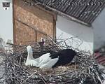 Capi_Dubne_20250422_144503.jpg
