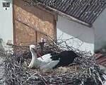 Capi_Dubne_20250422_145002.jpg