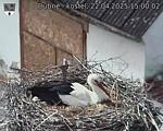 Capi_Dubne_20250422_150002.jpg
