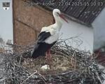 Capi_Dubne_20250422_151003.jpg