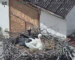 Capi_Dubne_20250422_151503.jpg