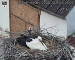 Capi_Dubne_20250422_152503.jpg