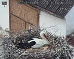 Capi_Dubne_20250422_161503.jpg
