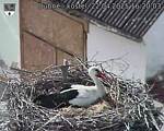 Capi_Dubne_20250422_162003.jpg