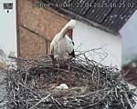 Capi_Dubne_20250422_162502.jpg