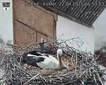 Capi_Dubne_20250422_165003.jpg